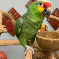Home red lored amazons for sale