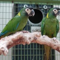 pair golden collared macaw parrots