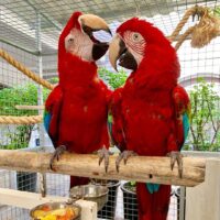 pair green winged macaw parrots