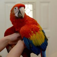 Home scarlet macaws parrots available