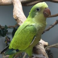 green quaker parrots