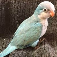 turquoise opaline quaker