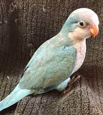turquoise opaline quaker turquoise opaline quaker