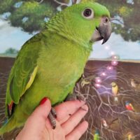 Home Yellow Naped Amazons for Sale