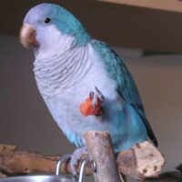 blue quaker parrots