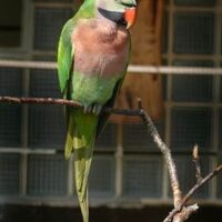 red breasted parakeets parrots