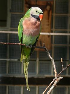 red breasted parakeets parrots red breasted parakeets parrots