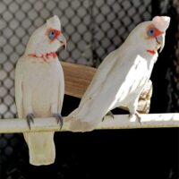 long billed corella cockatoo parrots