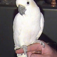 triton cockatoos available for sale