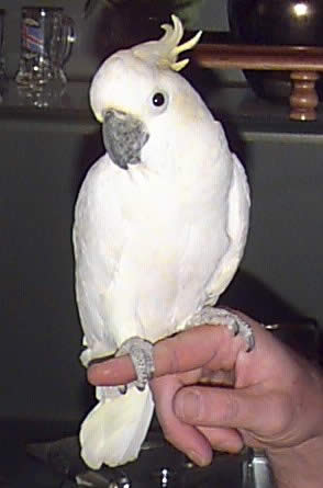 triton cockatoos available for sale triton cockatoos available for sale