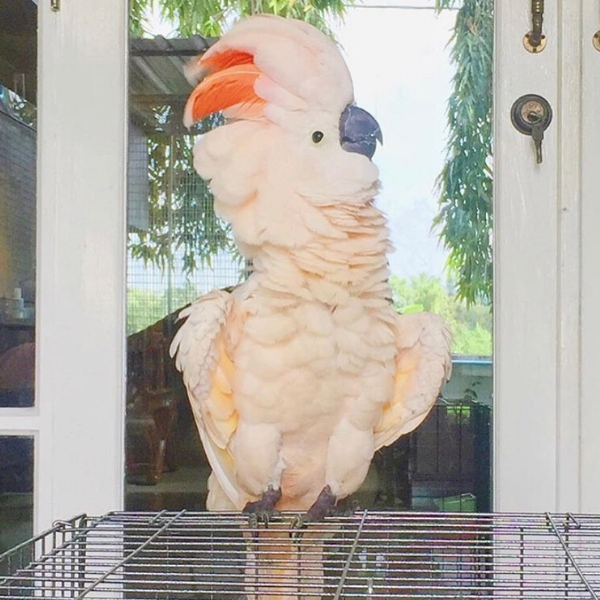 auto draft auto draft