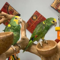 yellow shoulder amazons for sale