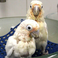 Home hand reared citron crested cockatoo