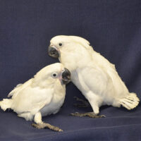 Home baby umbrella cockatoo for sale