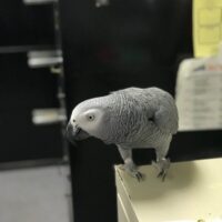 einstein african grey parrots