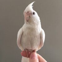 Home lovely albino cockatiel parrots