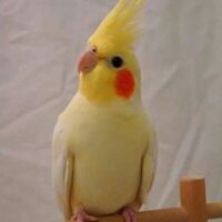 Home lutino cockatiel parrots
