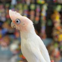 bare eyed cockatoos for sale