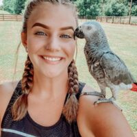 titos african grey parrots