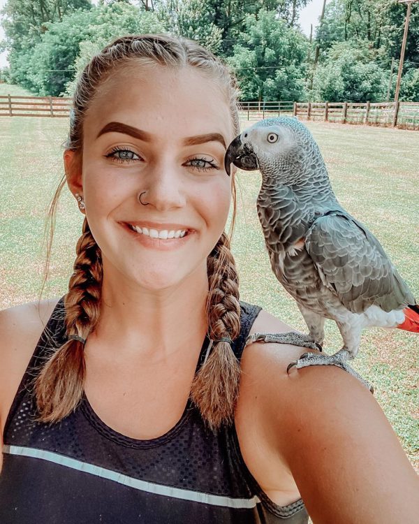 titos african grey parrots titos african grey parrots