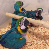Home blue and gold macaw parrots