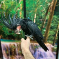 black palm cockatoos for sale