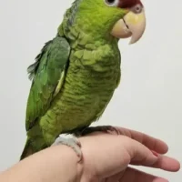 Home lilac crown amazon for sale