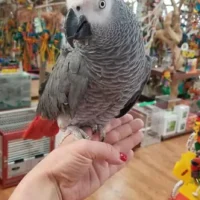 african grey parrots for sale