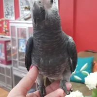 african grey timneh parrots for sale