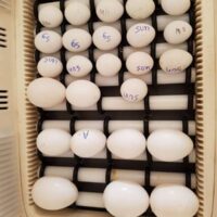 sollomons island eclectus parrot eggs