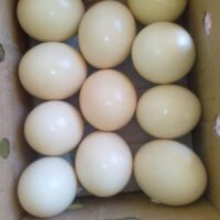 fresh fertile ostrich eggs for sale
