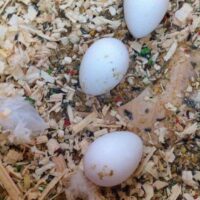 rainbow lorikeet parrots eggs