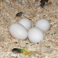 caique parrot eggs