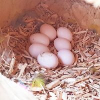 eclectus parrot eggs for sale