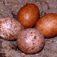peregrine falcon eggs