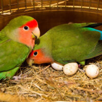 lovebird parrot eggs